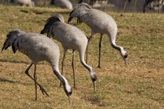 cranes-12