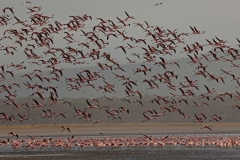 flamingos-3