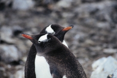 gentoo-penguins