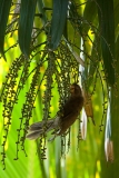 seychelles-black-parrot