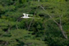 white-tailed-tropicbird