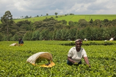 teaplantation-kenya