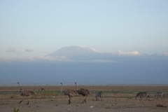 amboseli-and-kilimanjaro