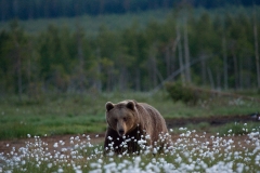 brown-bears-6