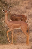 gerenuk-2