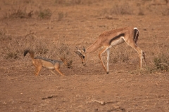 jackel-and-springbok-antelope