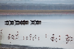 lake-nakuru