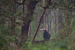 Gaur - Nepal