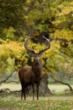 stag