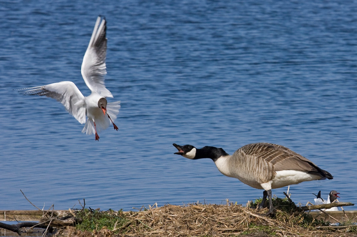 Birds