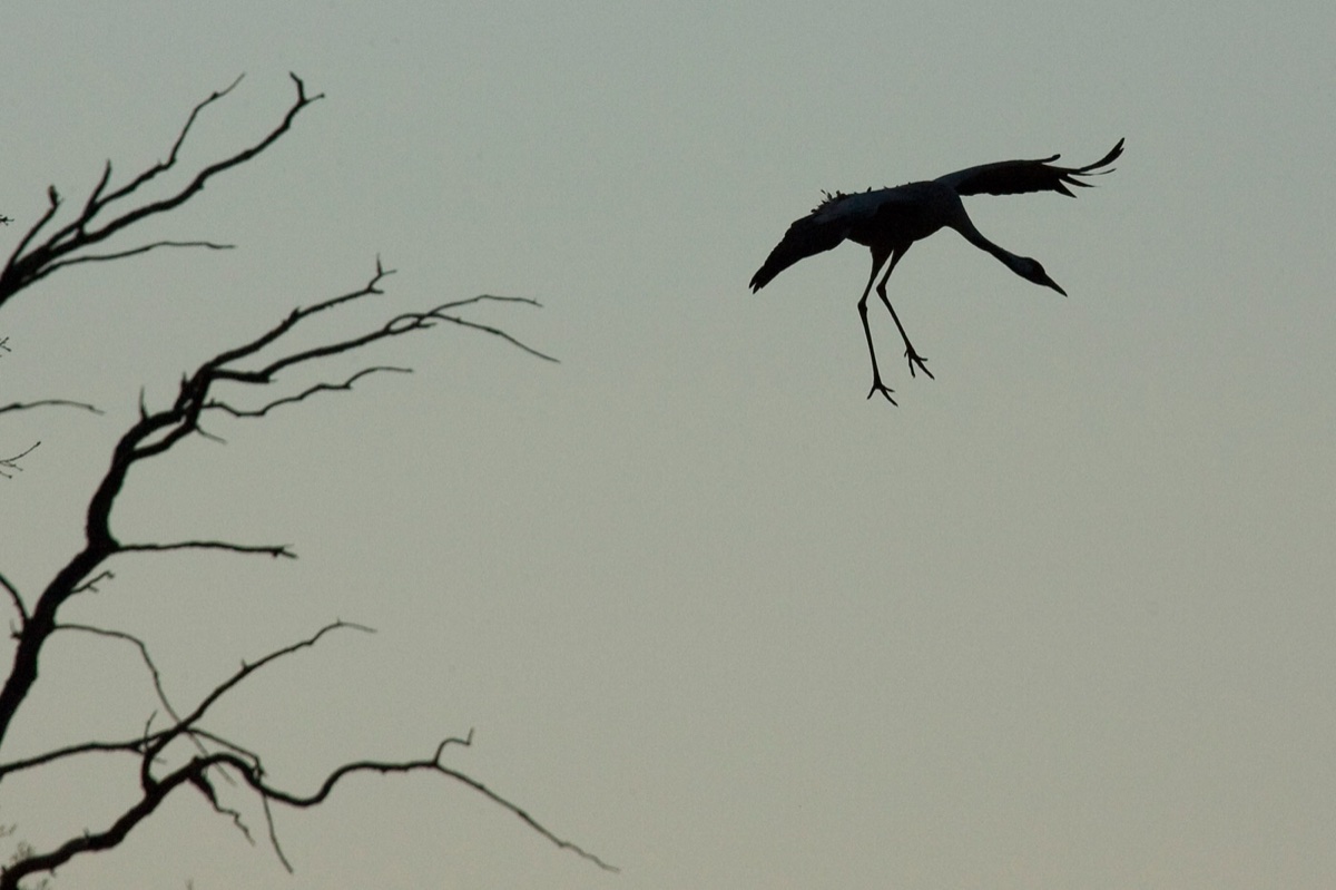 Birds