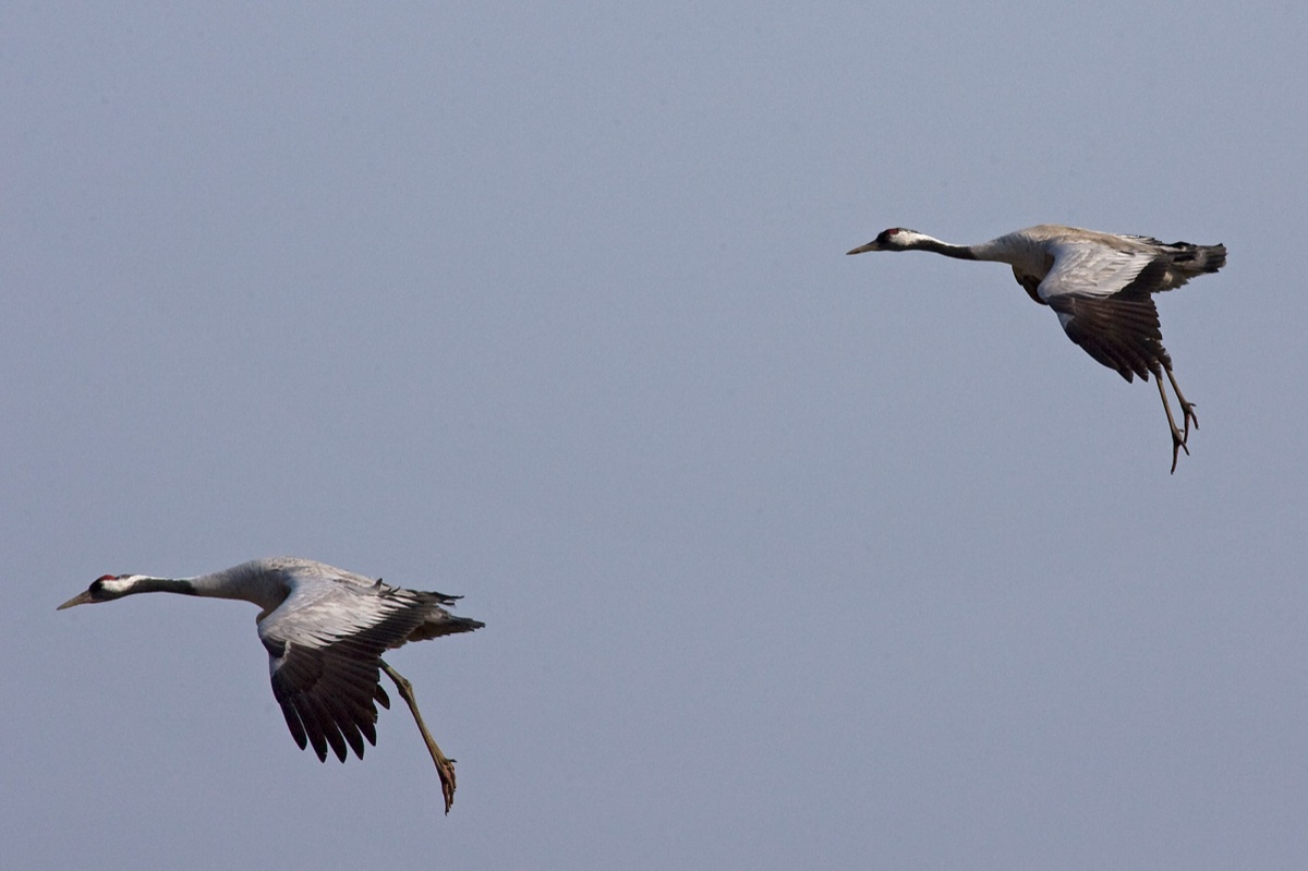 Birds