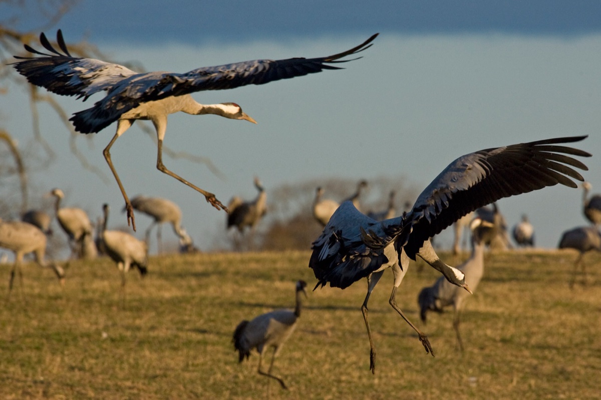Birds