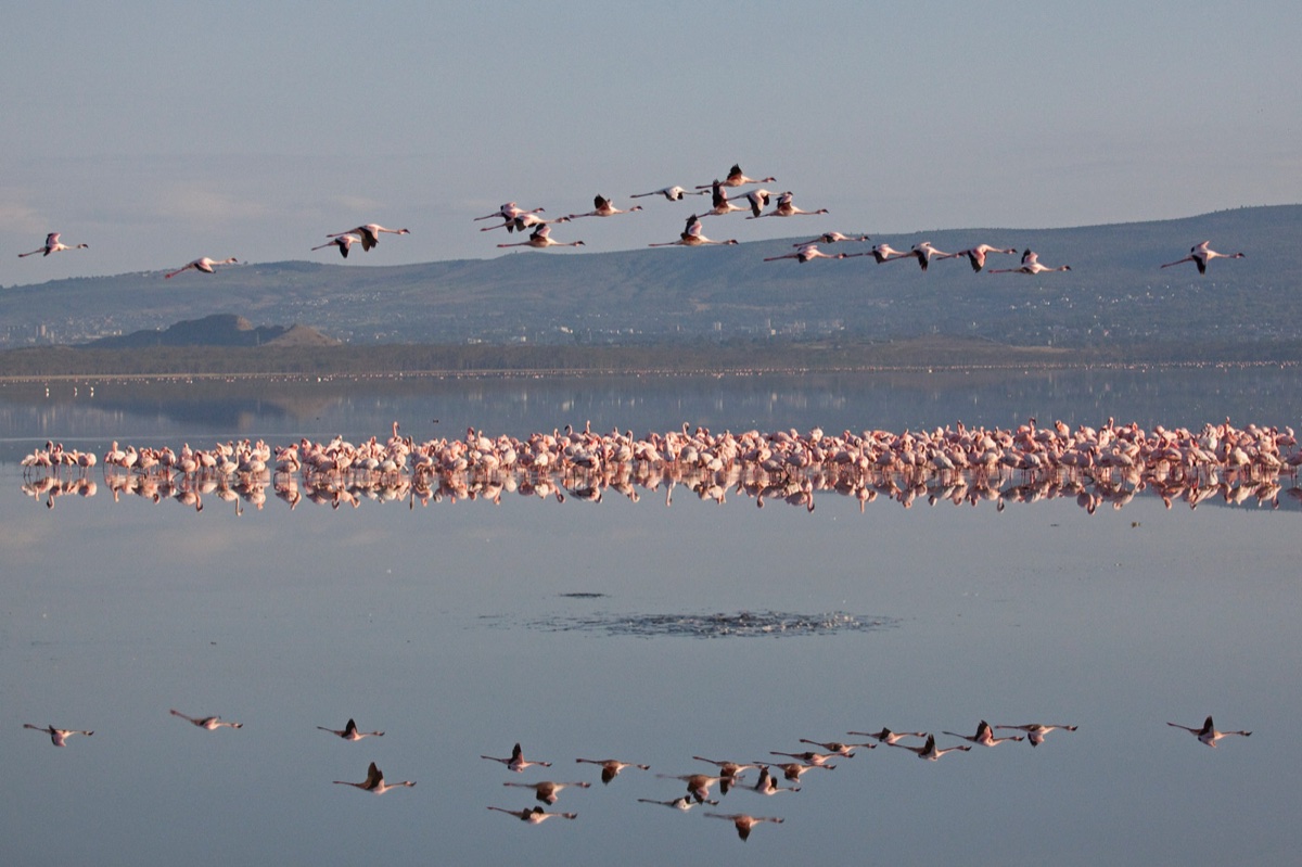 Birds
