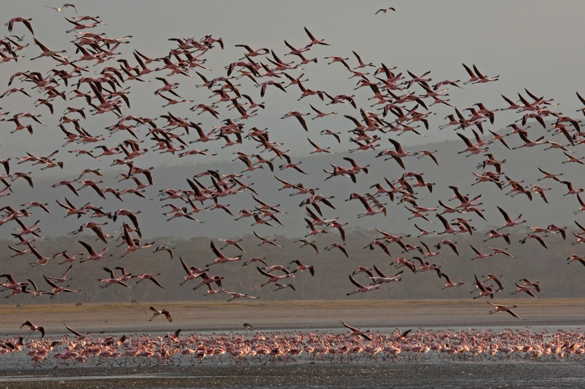 Birds