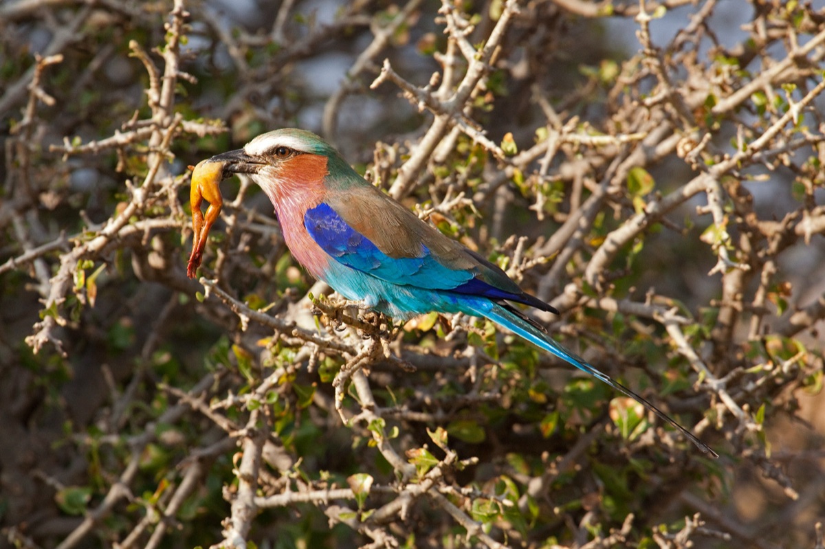 Birds