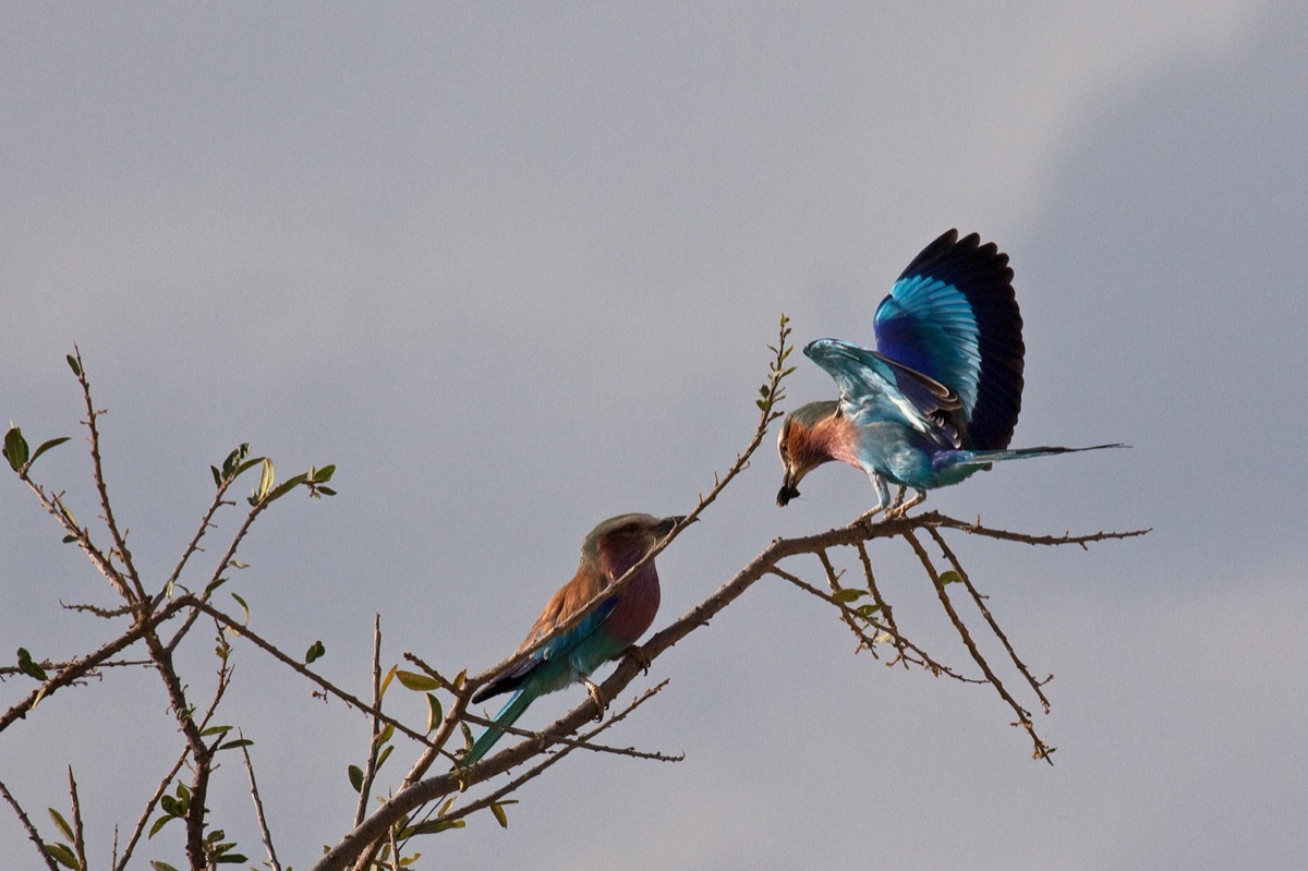 Birds