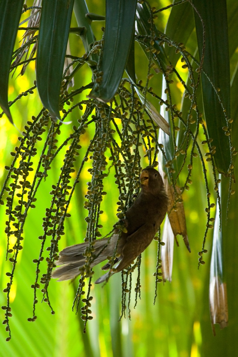 Birds