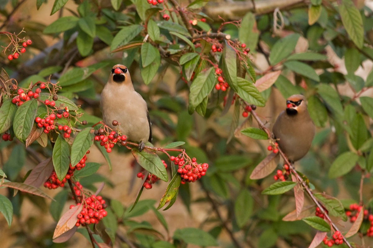 Birds
