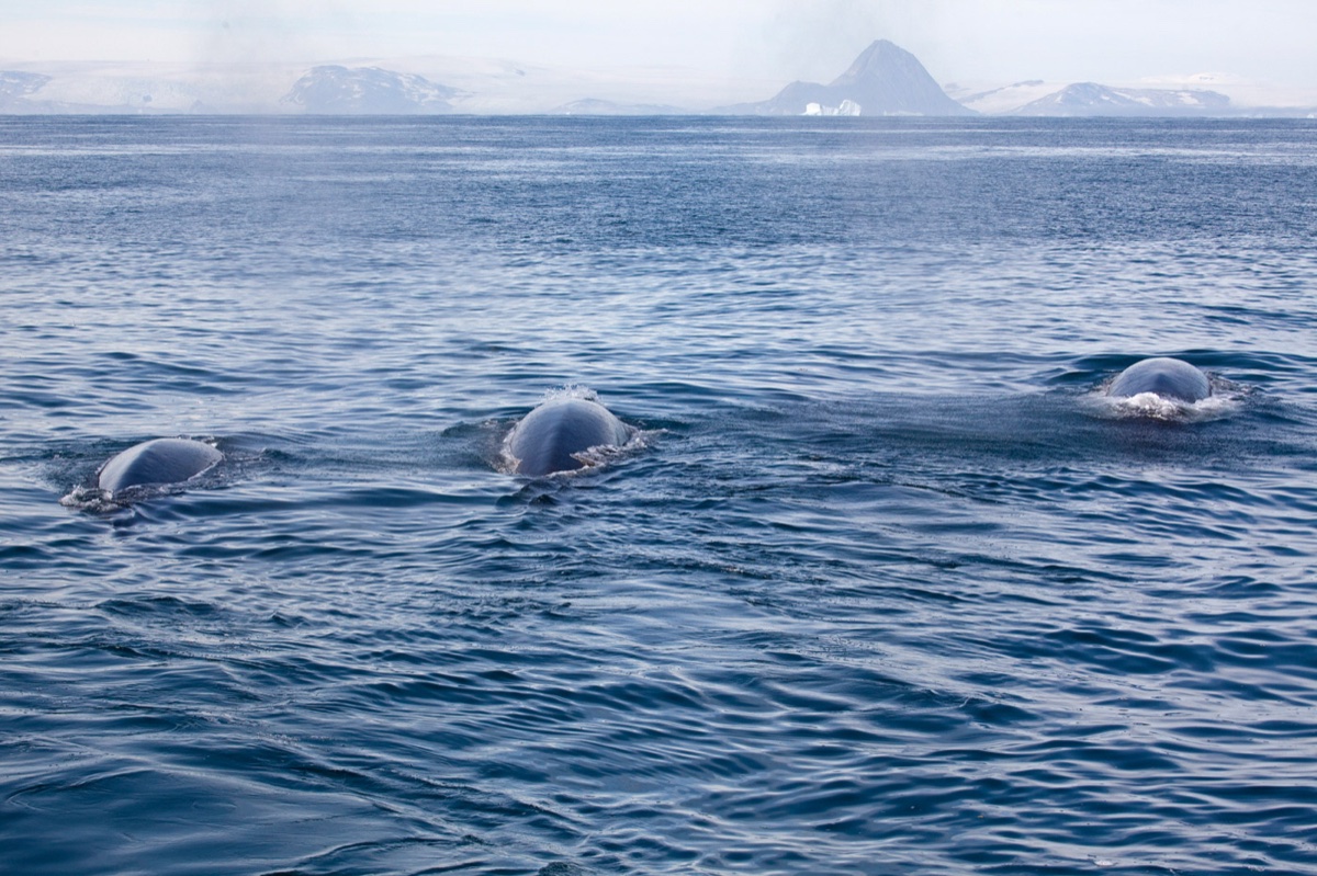 Greenland
