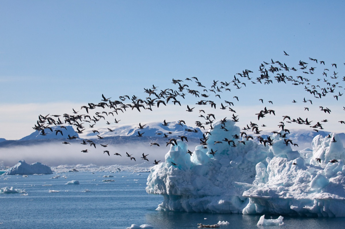 Greenland
