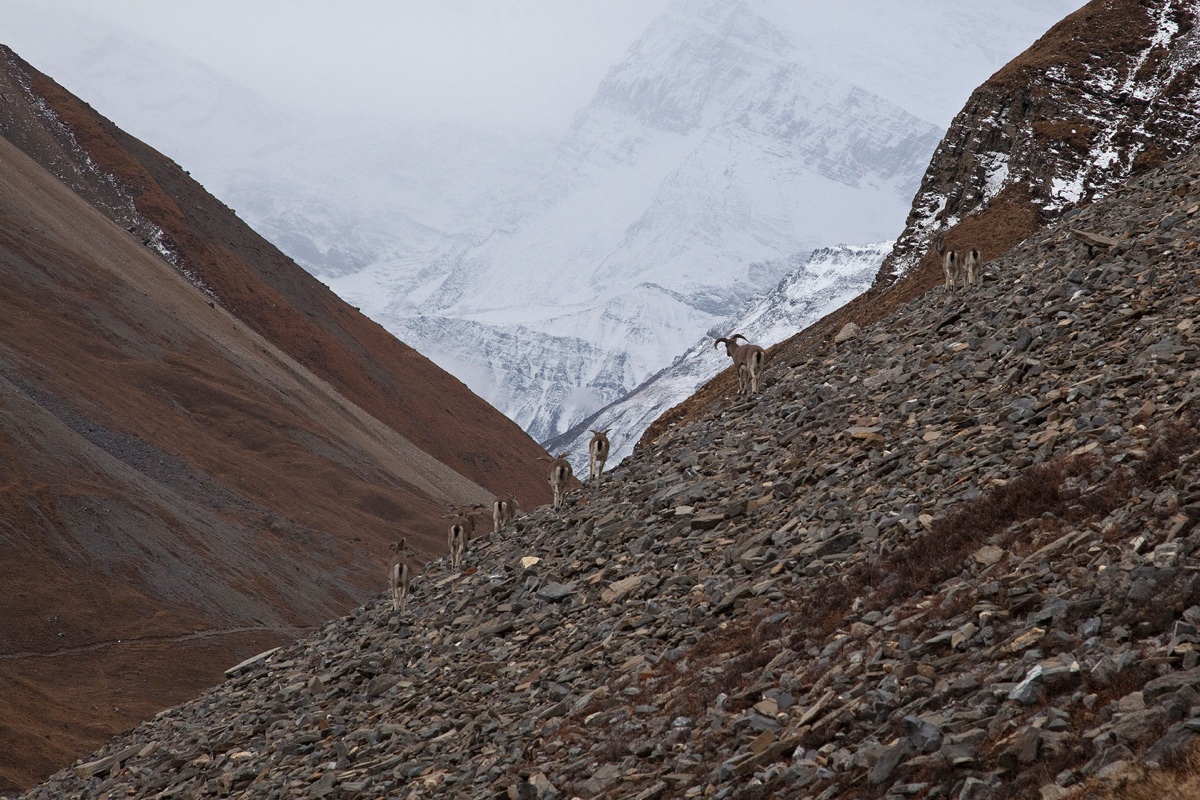 Nepal