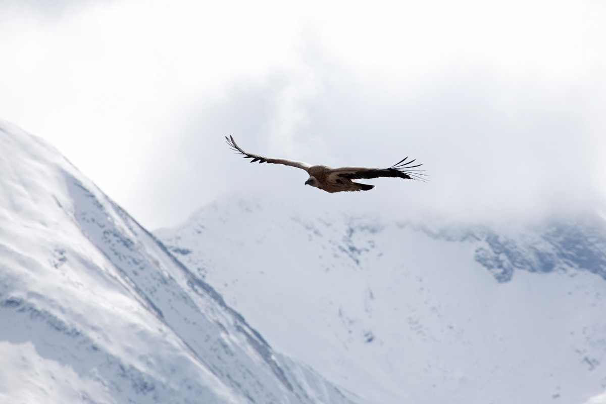 Nepal