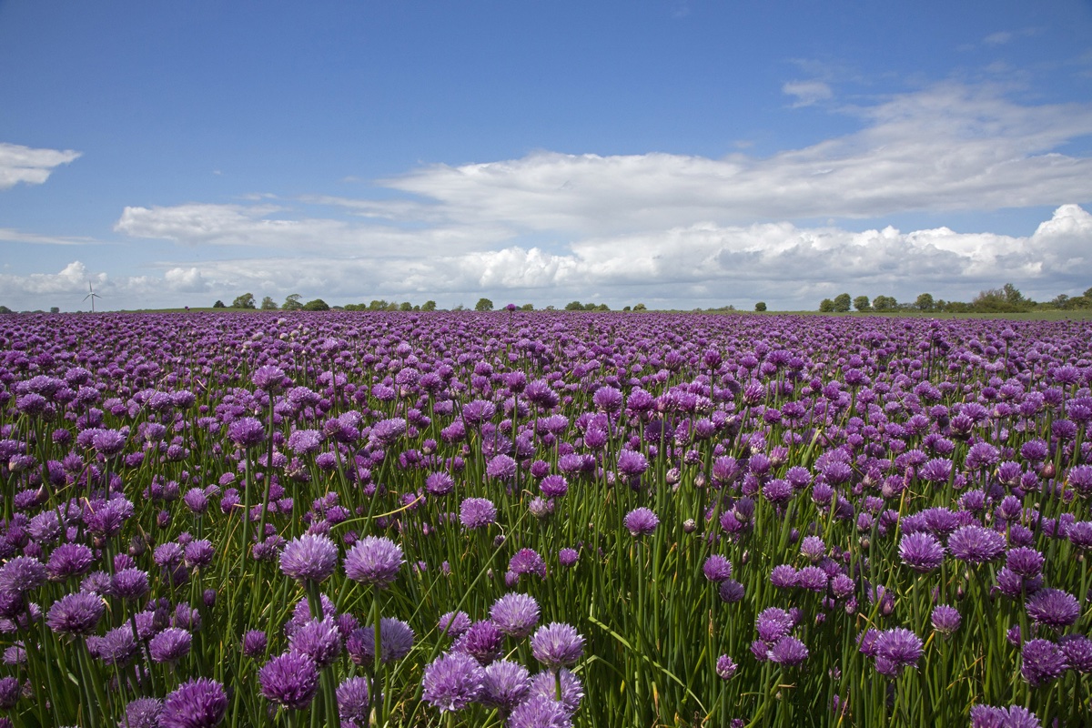 Samsø