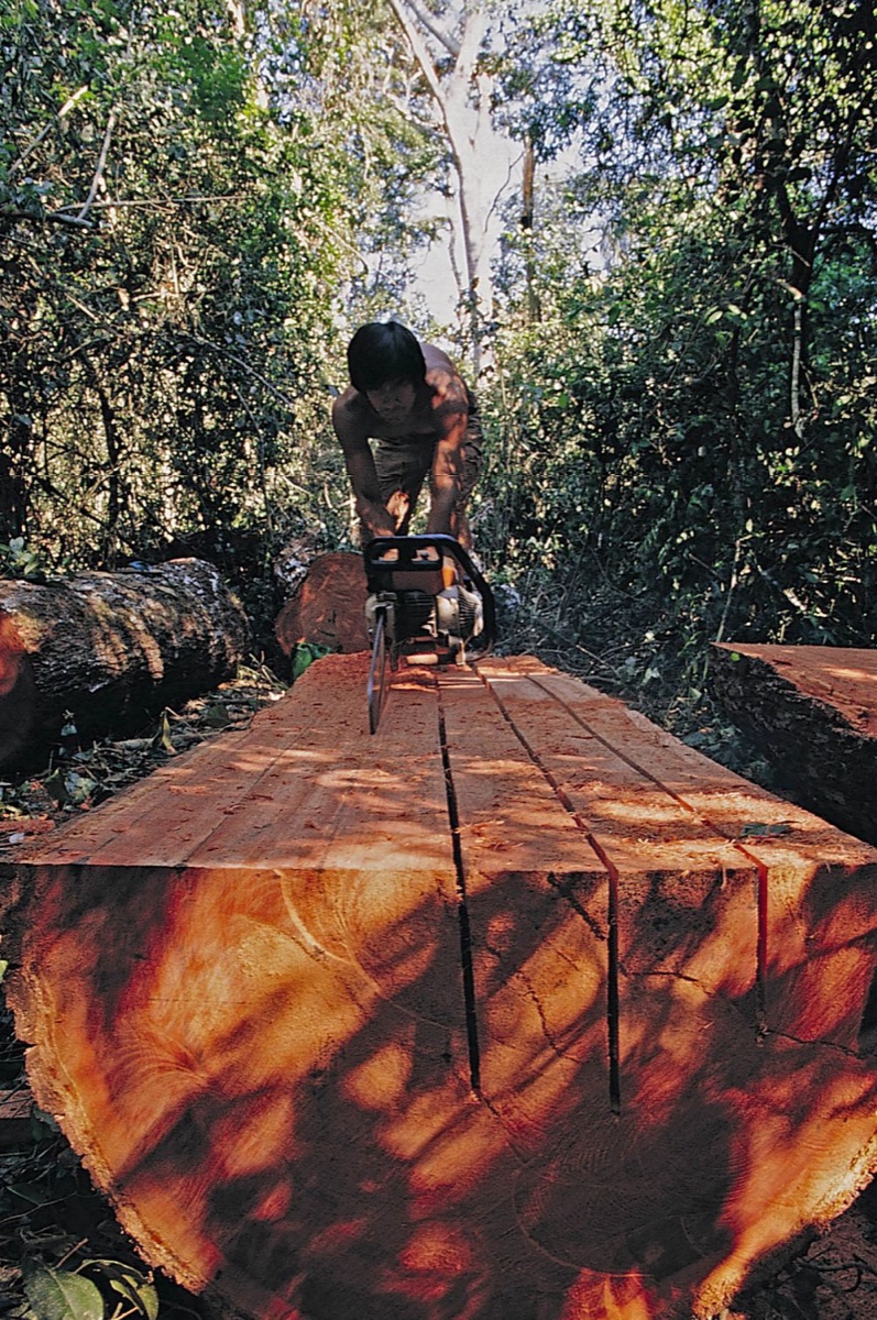 The Amazon