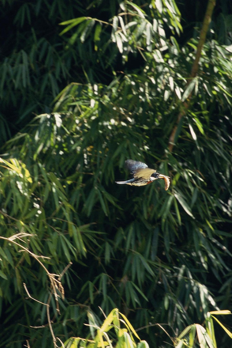 The Amazon
