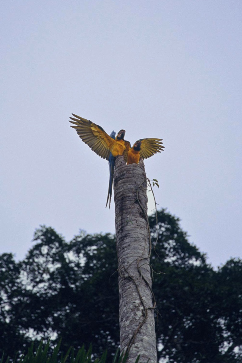 The Amazon