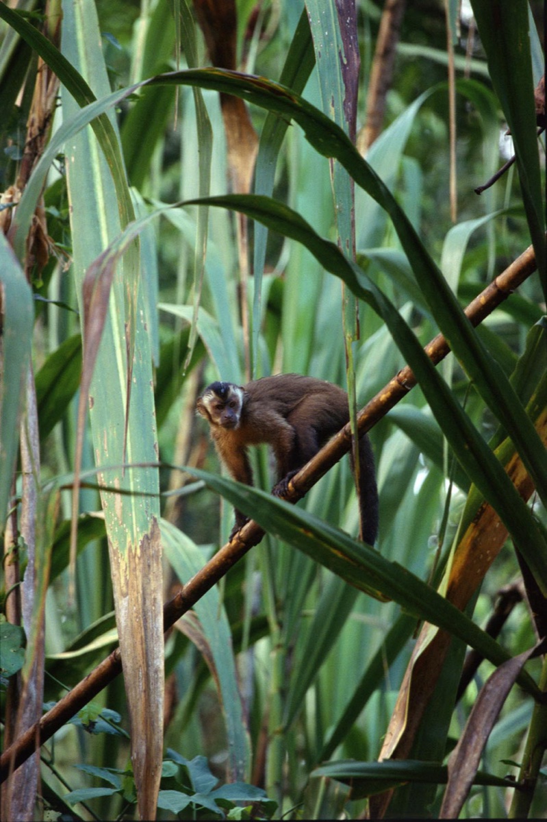 The Amazon