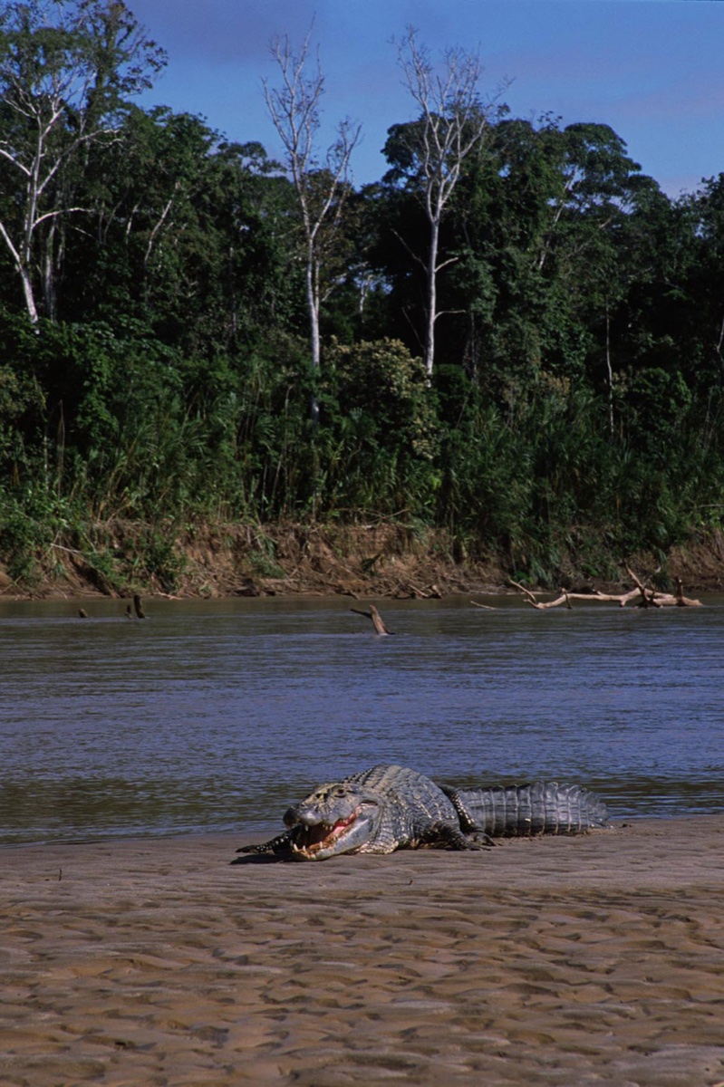 The Amazon