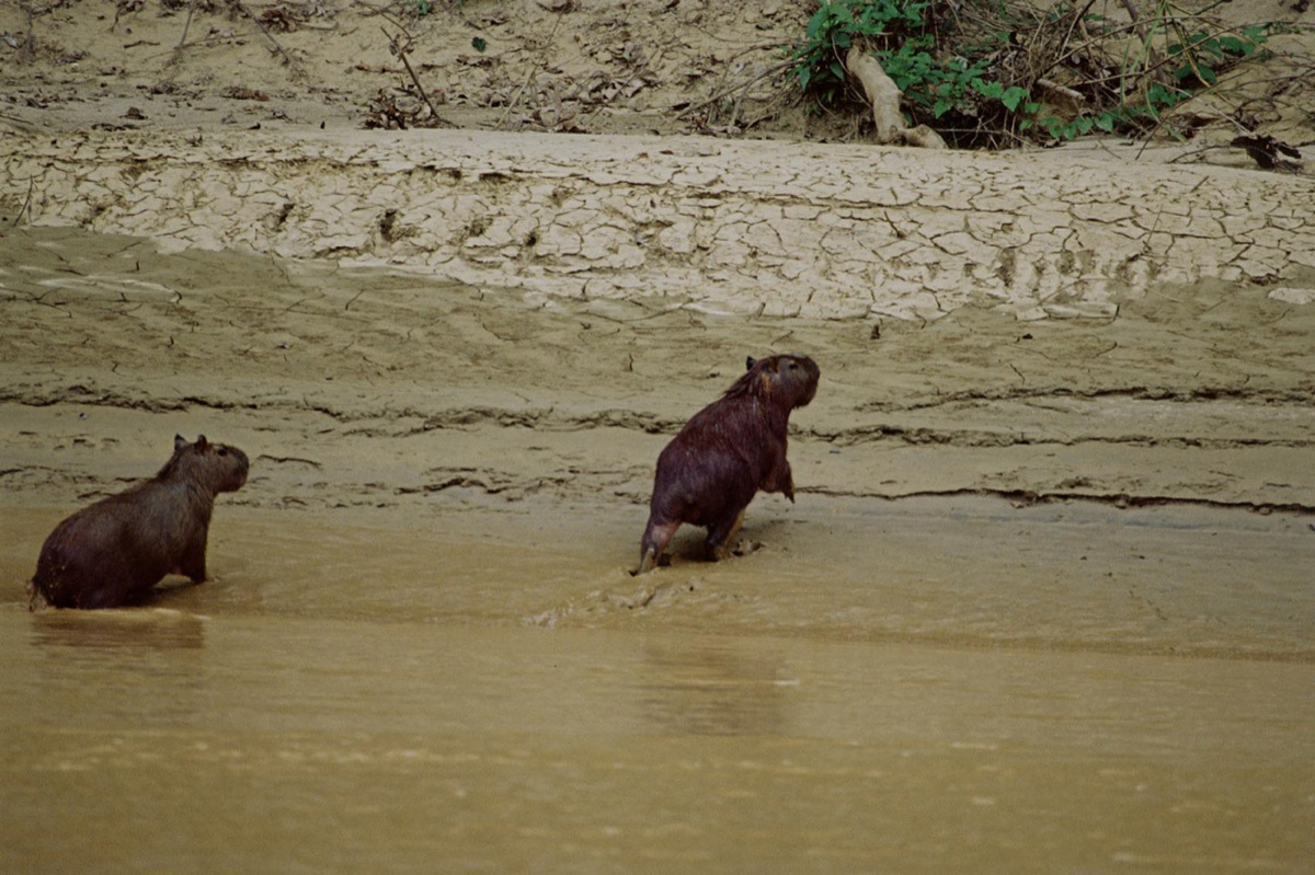 The Amazon