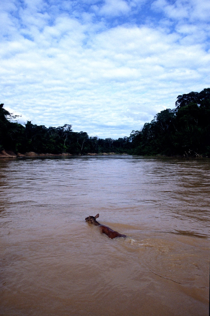 The Amazon