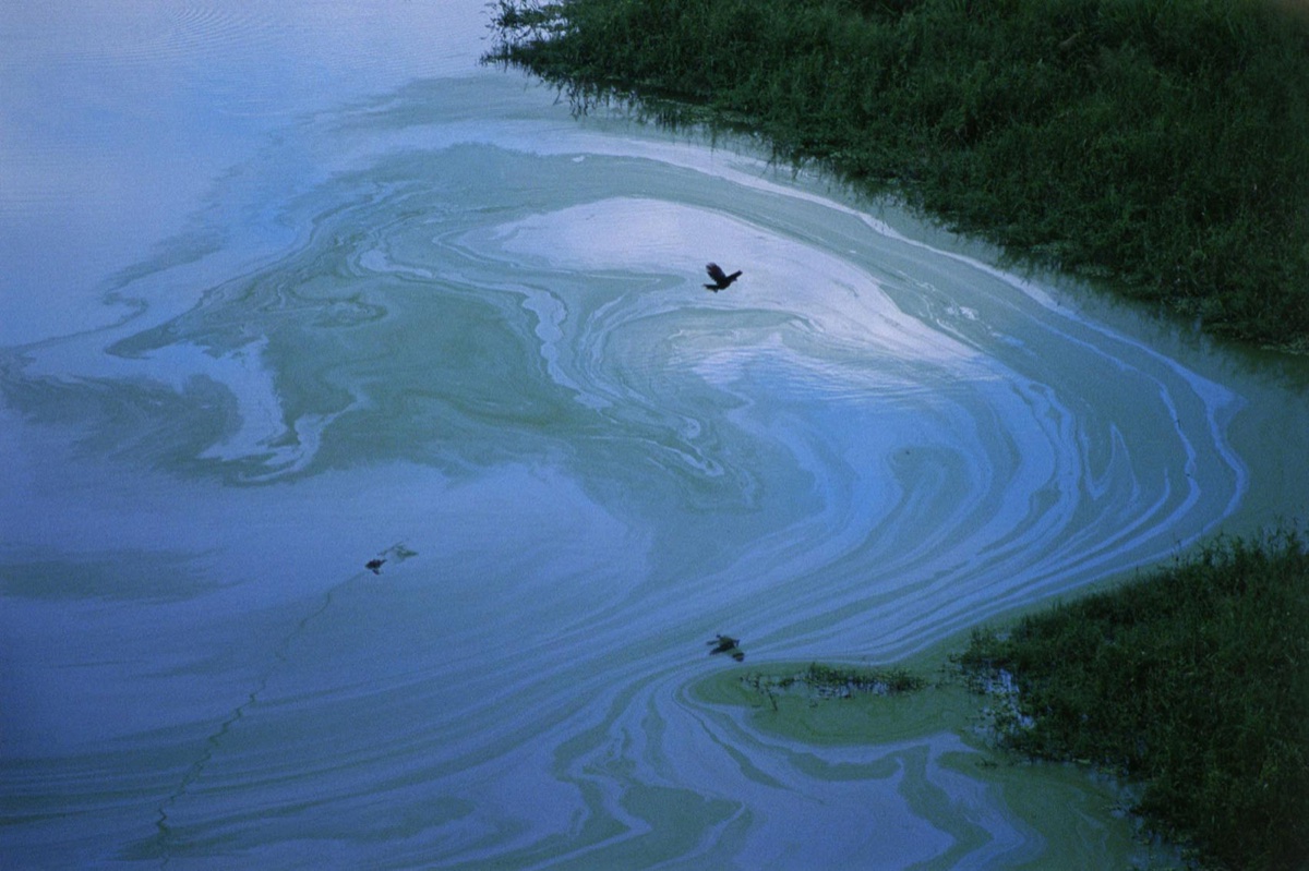 The Amazon