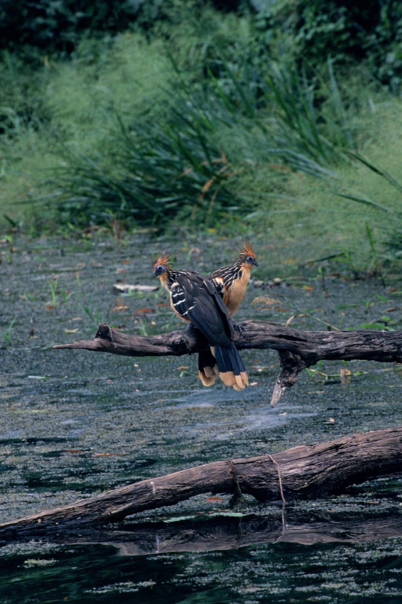 The Amazon