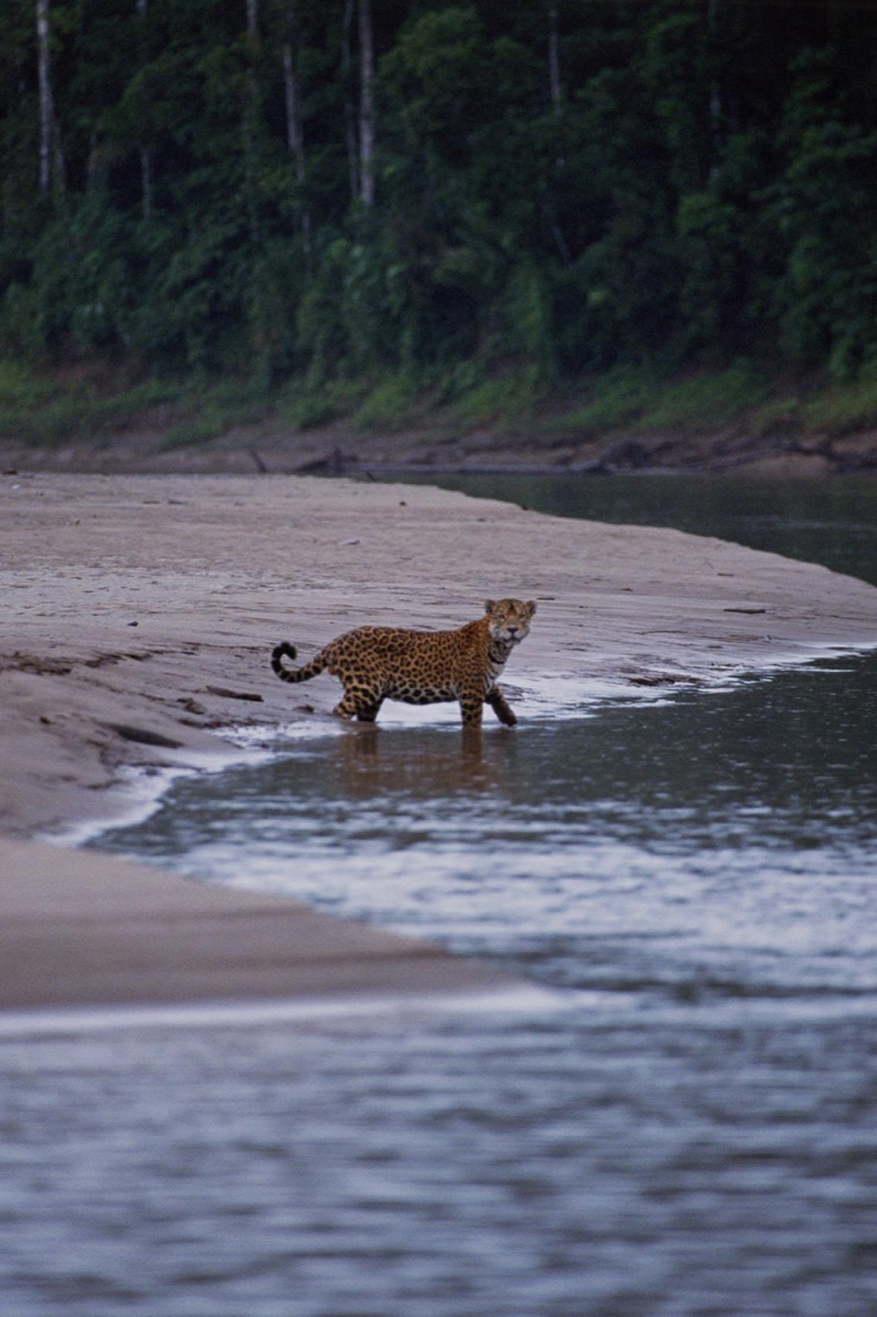 The Amazon