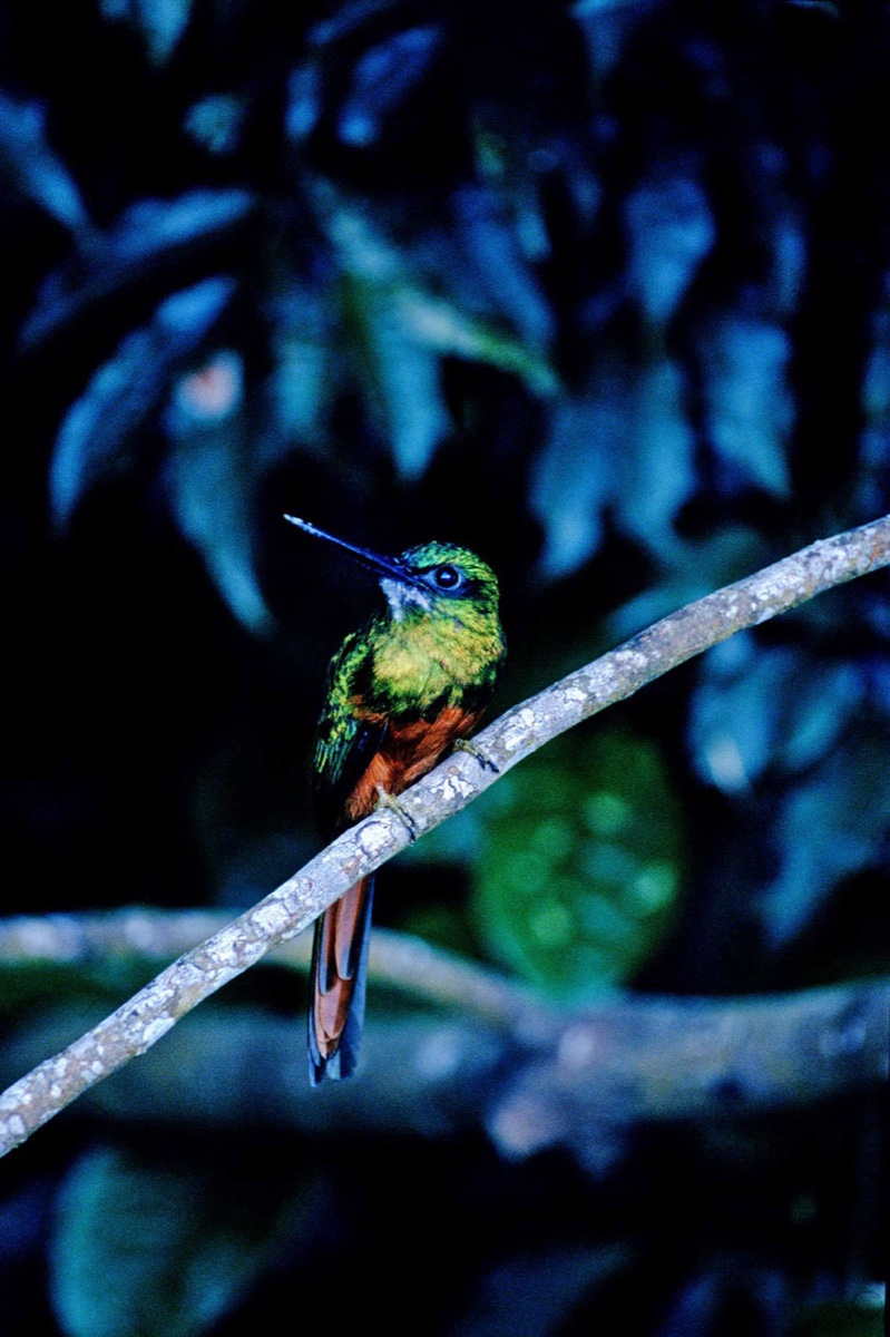 The Amazon