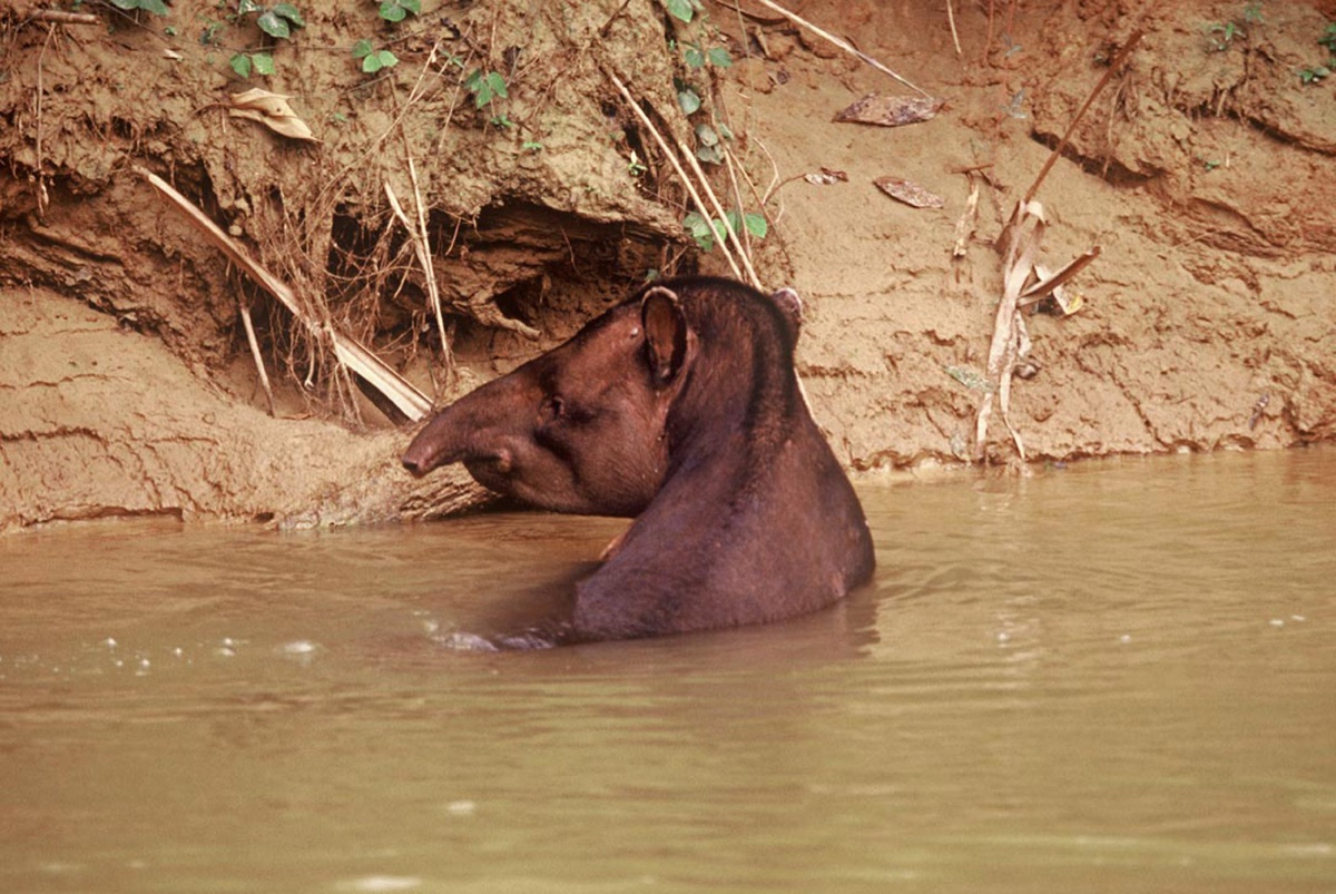 The Amazon