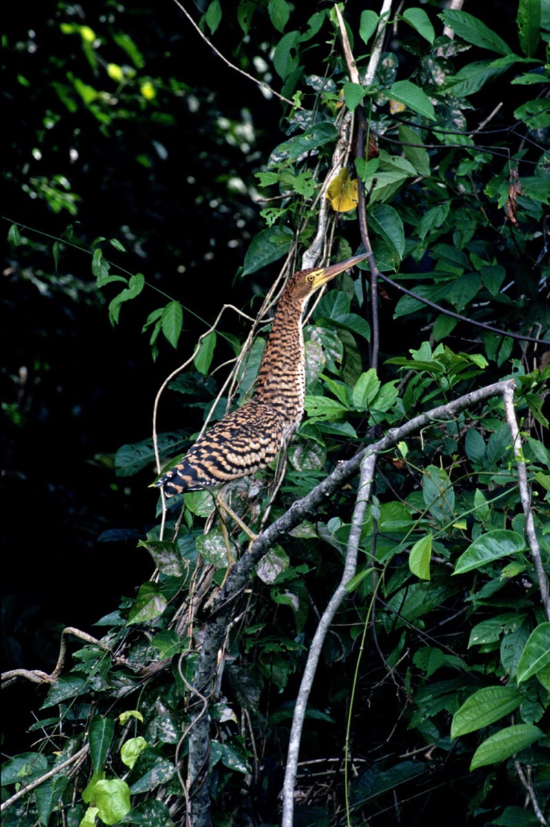 The Amazon