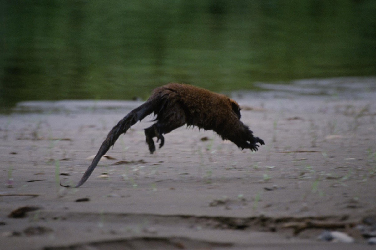 The Amazon