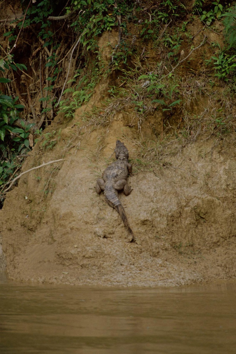 The Amazon