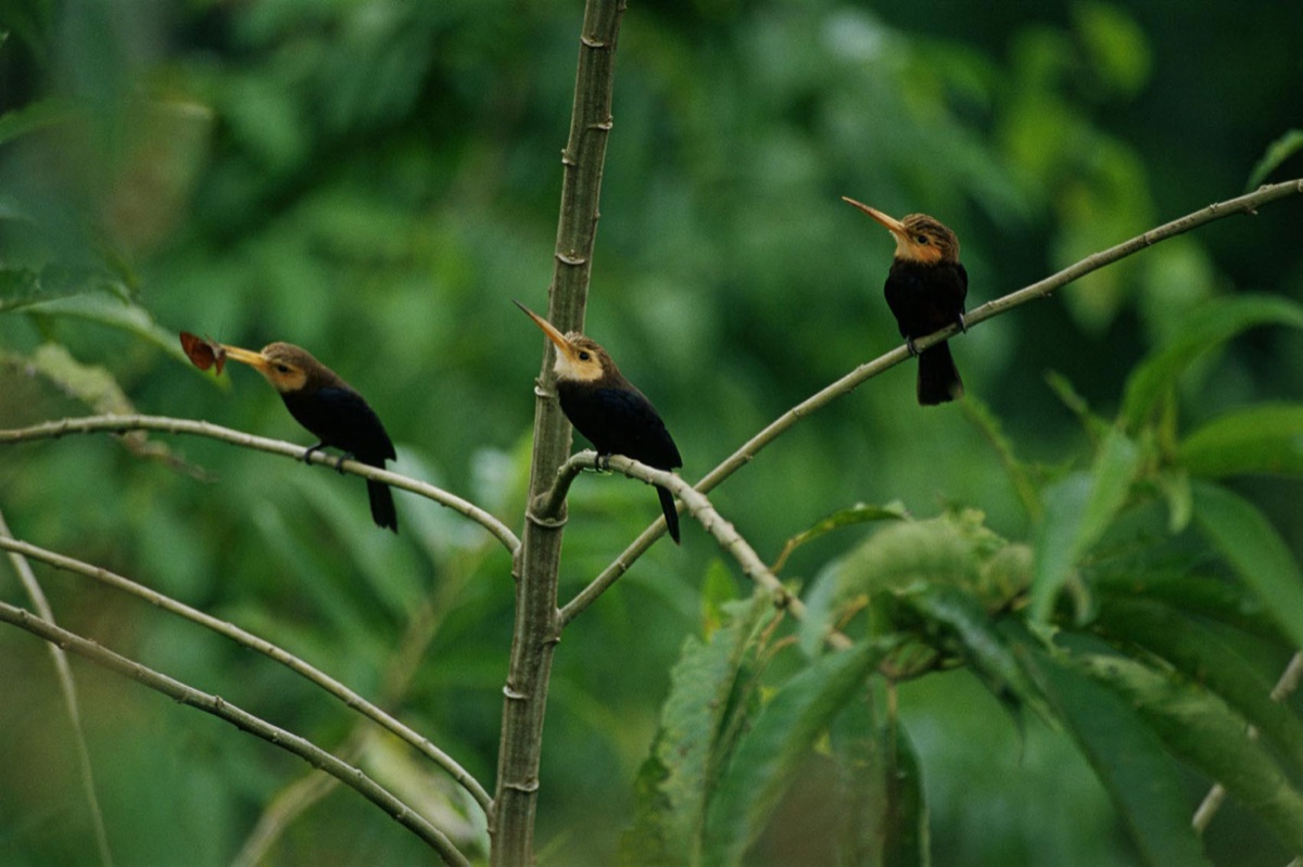 The Amazon