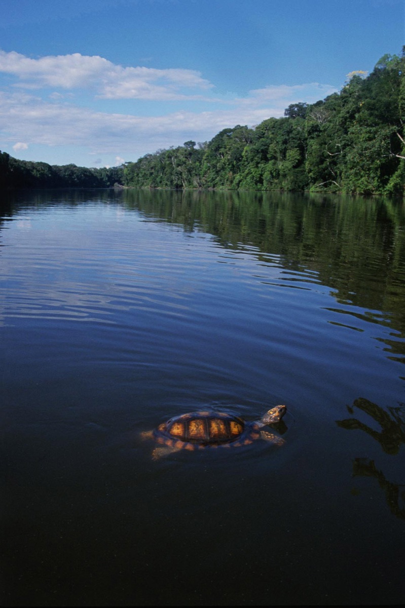 The Amazon