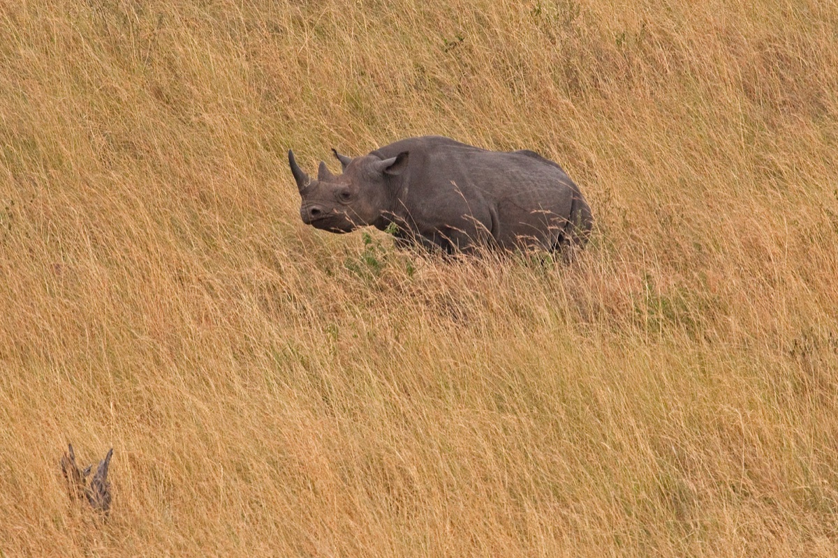 Wild life