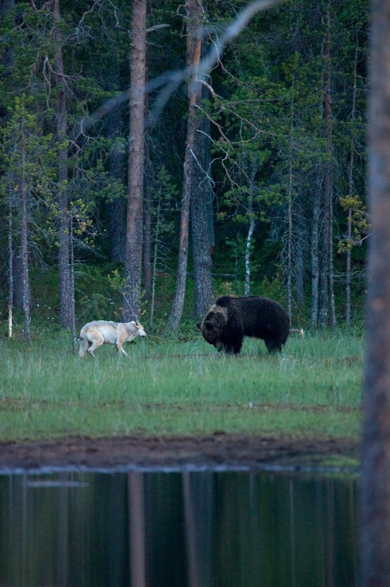 Wild life