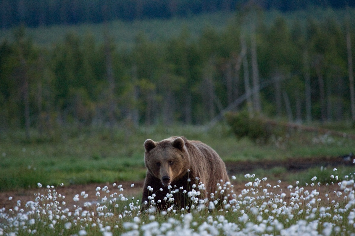 Wild life