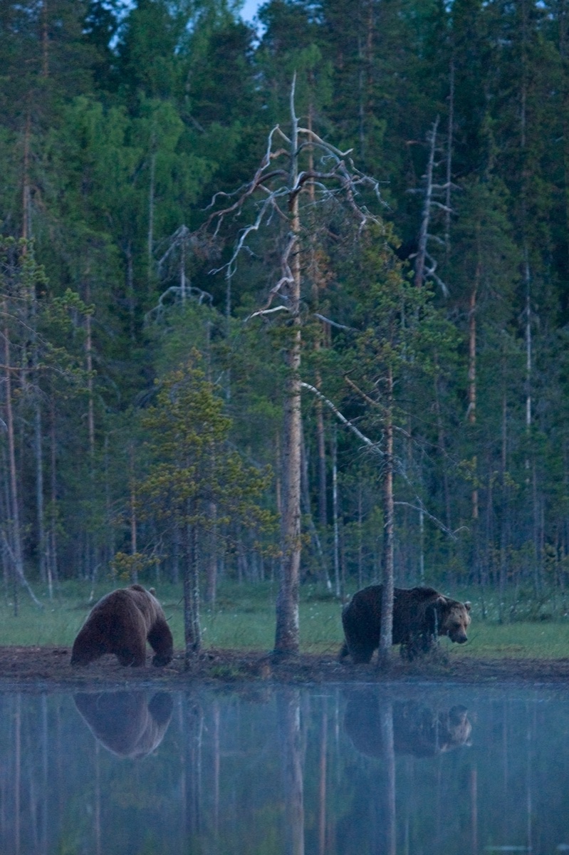 Wild life