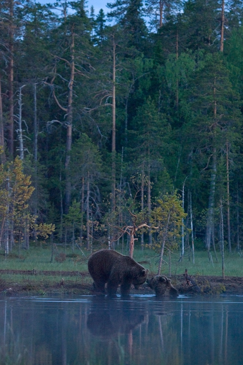 Wild life